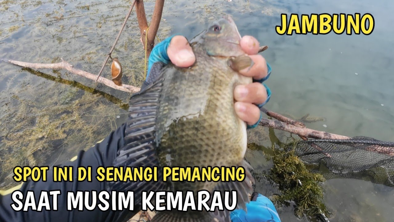SPOT INI DI SENANGI PEMANCING SAAT MUSIM KEMARAU | JAMBUNO