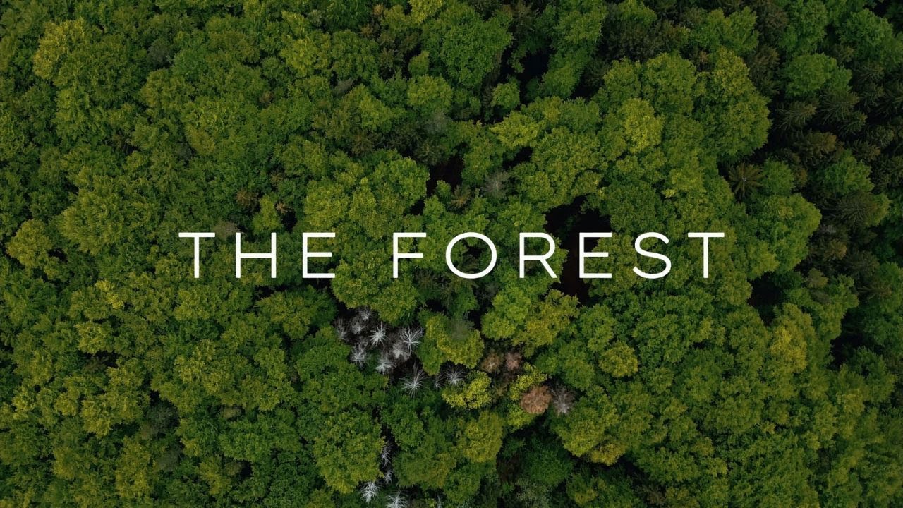 THE FOREST | A Cinematic Short Film | DJI Mini 3