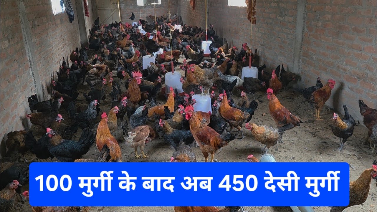 100 मुर्गी के बाद अब 450 देसी मुर्गी | Shree Raj Agro.