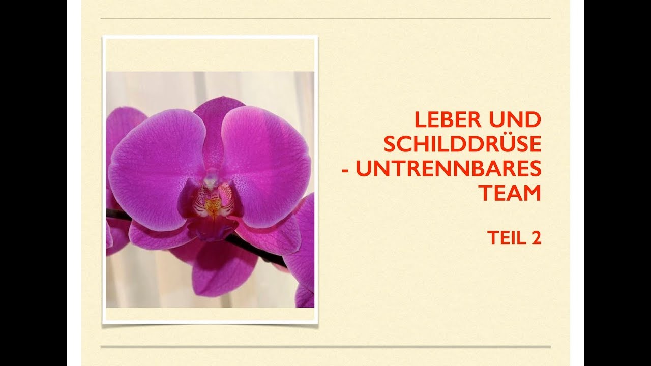 Leber und Schilddrüse Teil 2