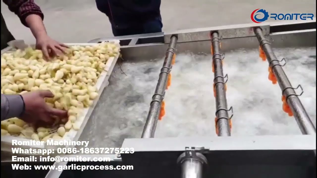 Pickled Garlic Clove Water Washing Machine