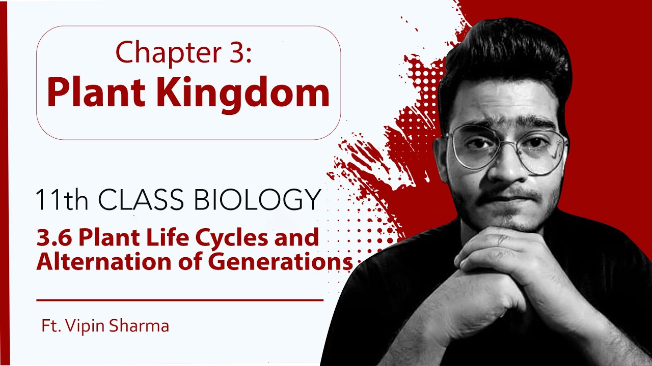 Topic 3.6 Plant Life Cycle Patterns (Alternation of Generation) | Plant Kingdom-11th Class Biology