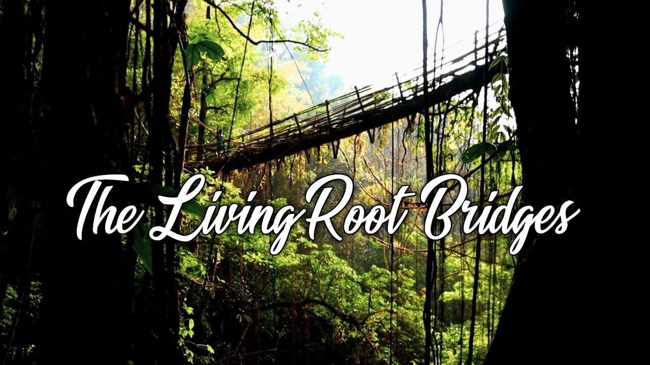 THE LIVING ROOT BRIDGES || RANGTHYLLIANG & MAWKYRNOT || PYNURSLA || MEGHALAYA