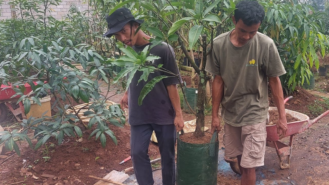 pangkas akar dan pindah pohon mangga ke media baru