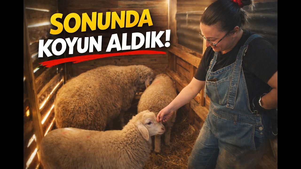 Sonunda Koyun Aldık! | Çiftliğimize 1 Koyun ve 2 Kuzu Geldi