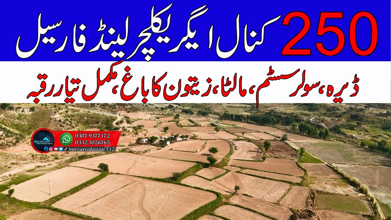 250 Kanal Agriculture Land for Sale in Chakwal  | Solar System Installed Olive & Citrus Orchard 2025