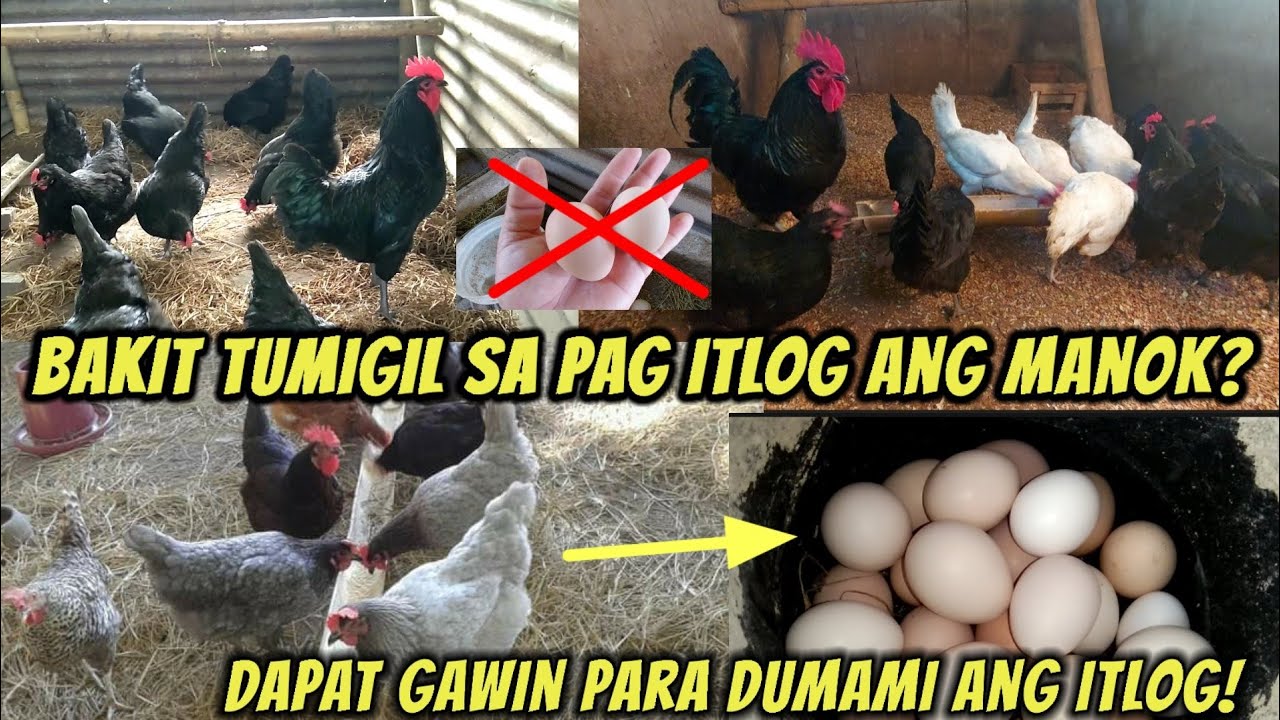 Bakit tumigil sa pag itlog ang manok? Paano paitlogin ng marami ang manok?