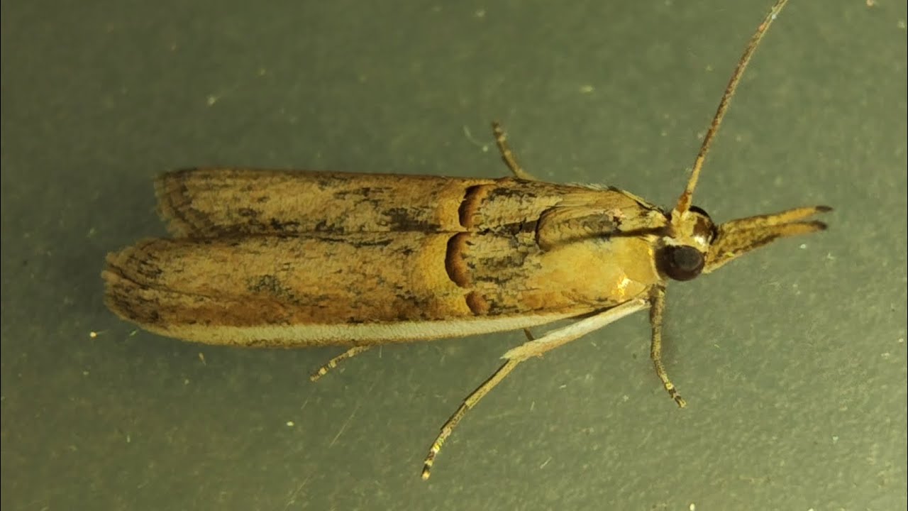 Etiella zinckenella (золотистополосая) — бобовый сверлильщик стручков.