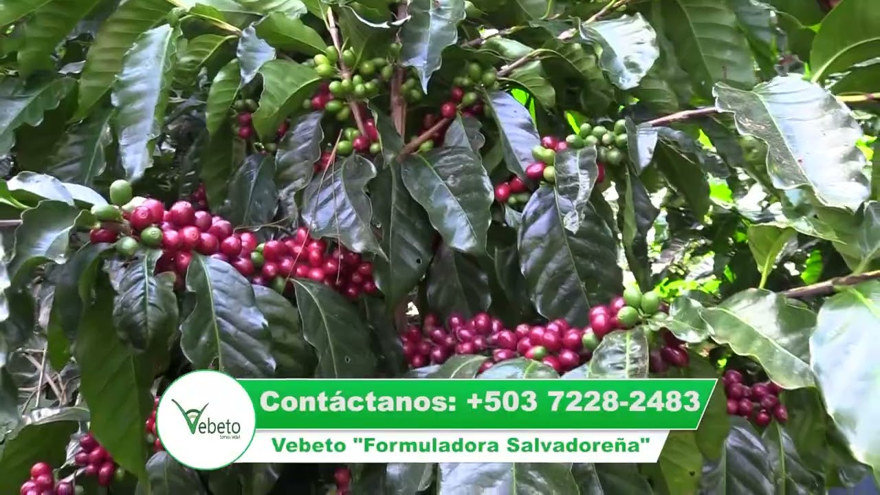 Vladimir Rivera produce Café Parilema con tecnología #vebeto.