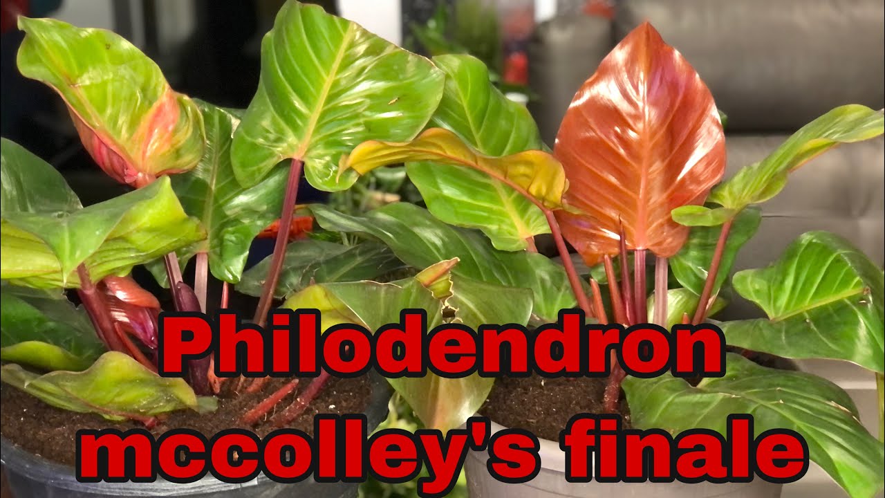 Philodendron mccolley’s finale