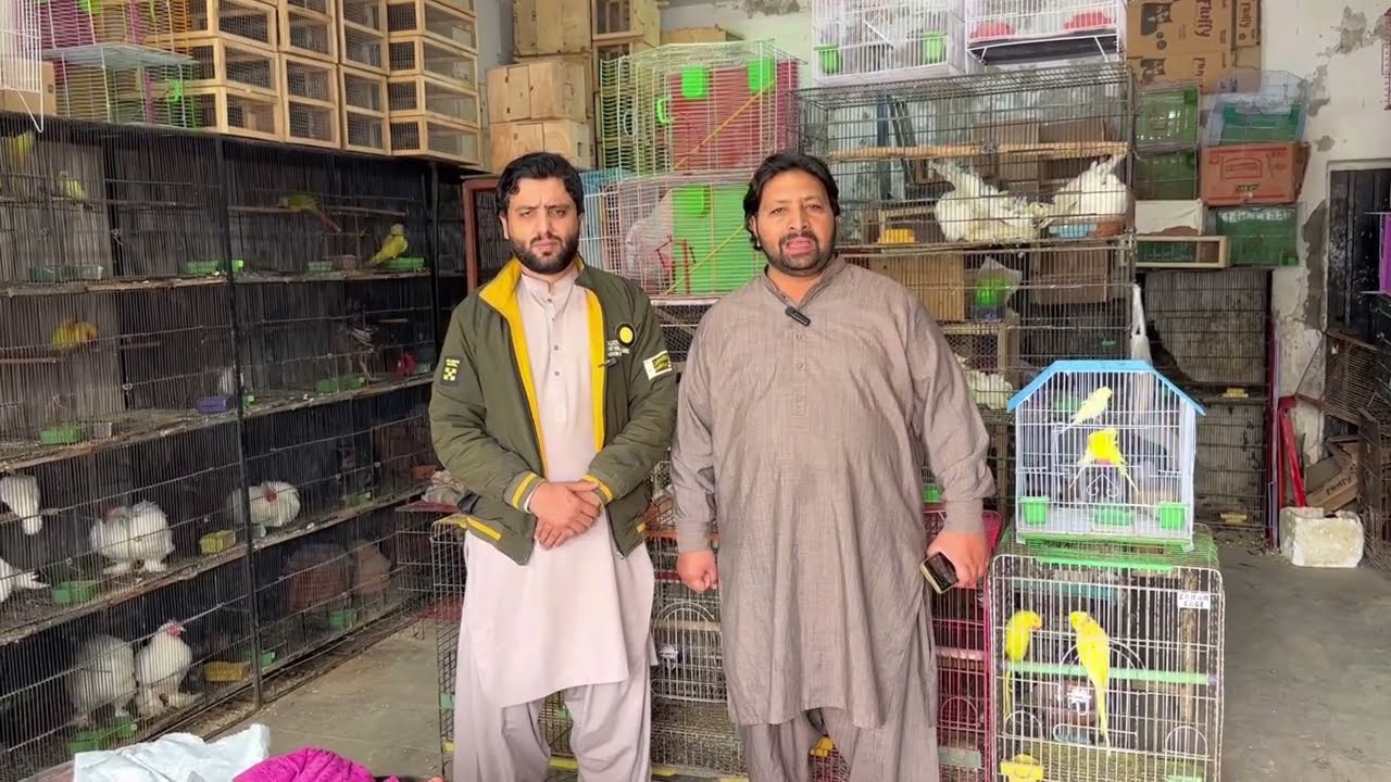 multan birds market latest update 07 February 2026 |  Birds Zone | Kamran Bhai