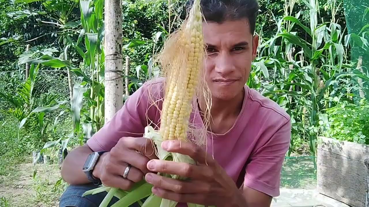 Colhi o MILHO de teste que PLANTEI no RANCHO