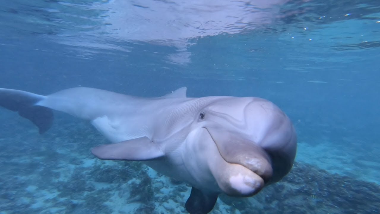 Underwater Sound Study with Dolphins - Dolphin Quest Bermuda