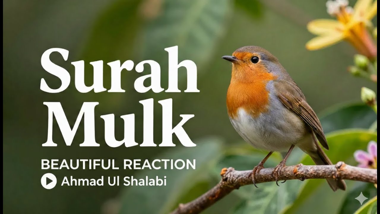 Surah Mulk | A Night of Peace and Reflection