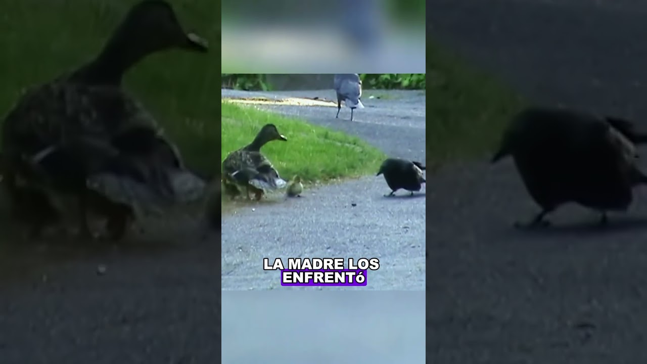 The mother duck protected her ducklings from being attacked by crows. #animals #Us #fyp #crow #Duck
