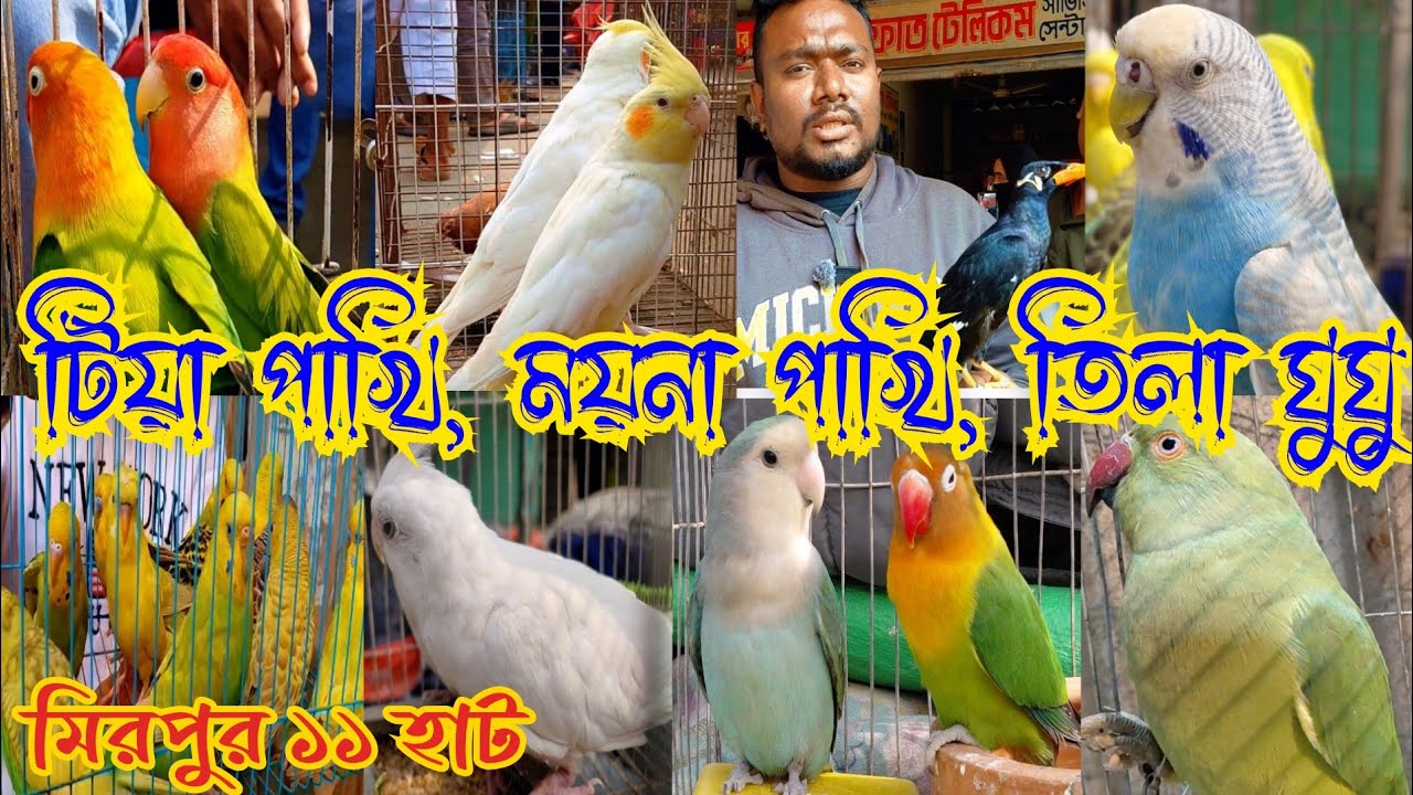 মিরপুর ১১ পাখির হাটে থাকছে | টিয়া পাখি,ময়না পাখি,তিলা ঘুঘু,টেম করা কবুতর | Mirpur 11 Pakhir hat 