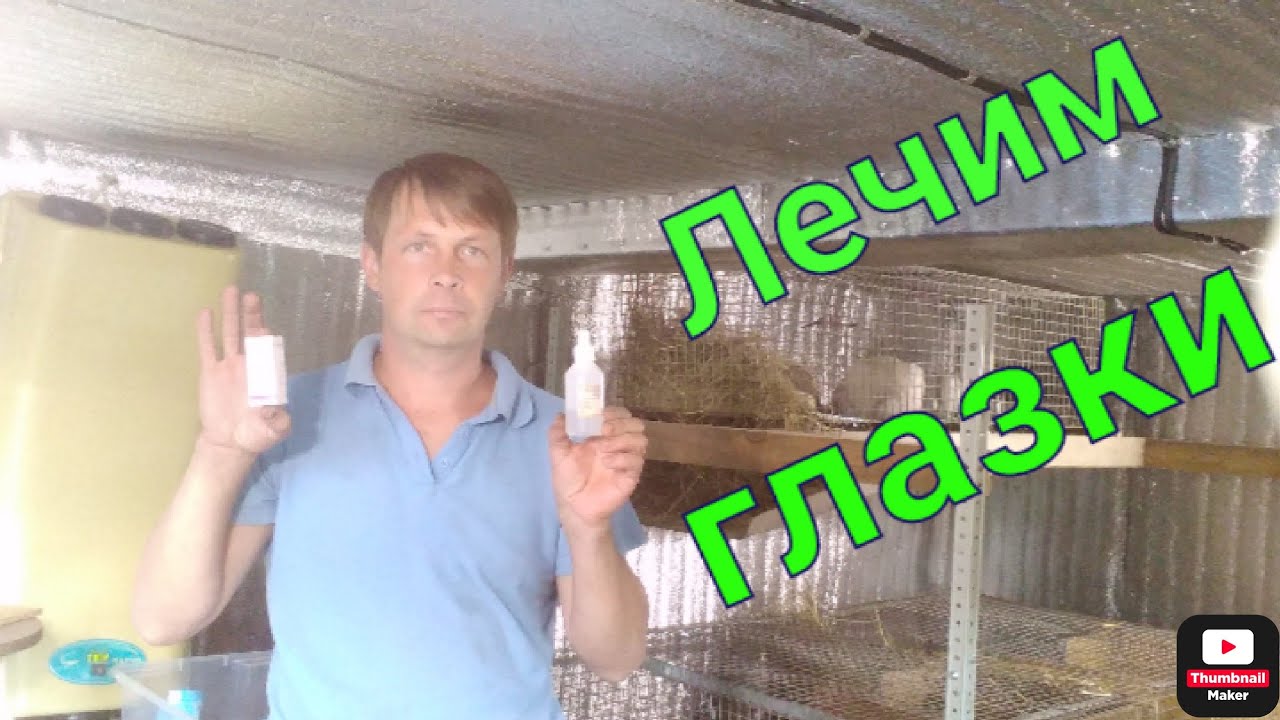 Что делать если у кролика слезятся глаза. Личный опыт лечения.