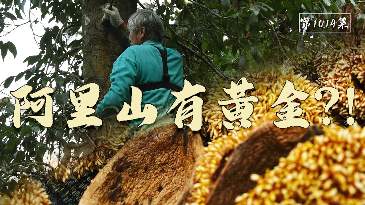 締造嘉義盛世的高山鐵道/得來不易的黃金？！【在台灣的故事1014集】TaiwanStory