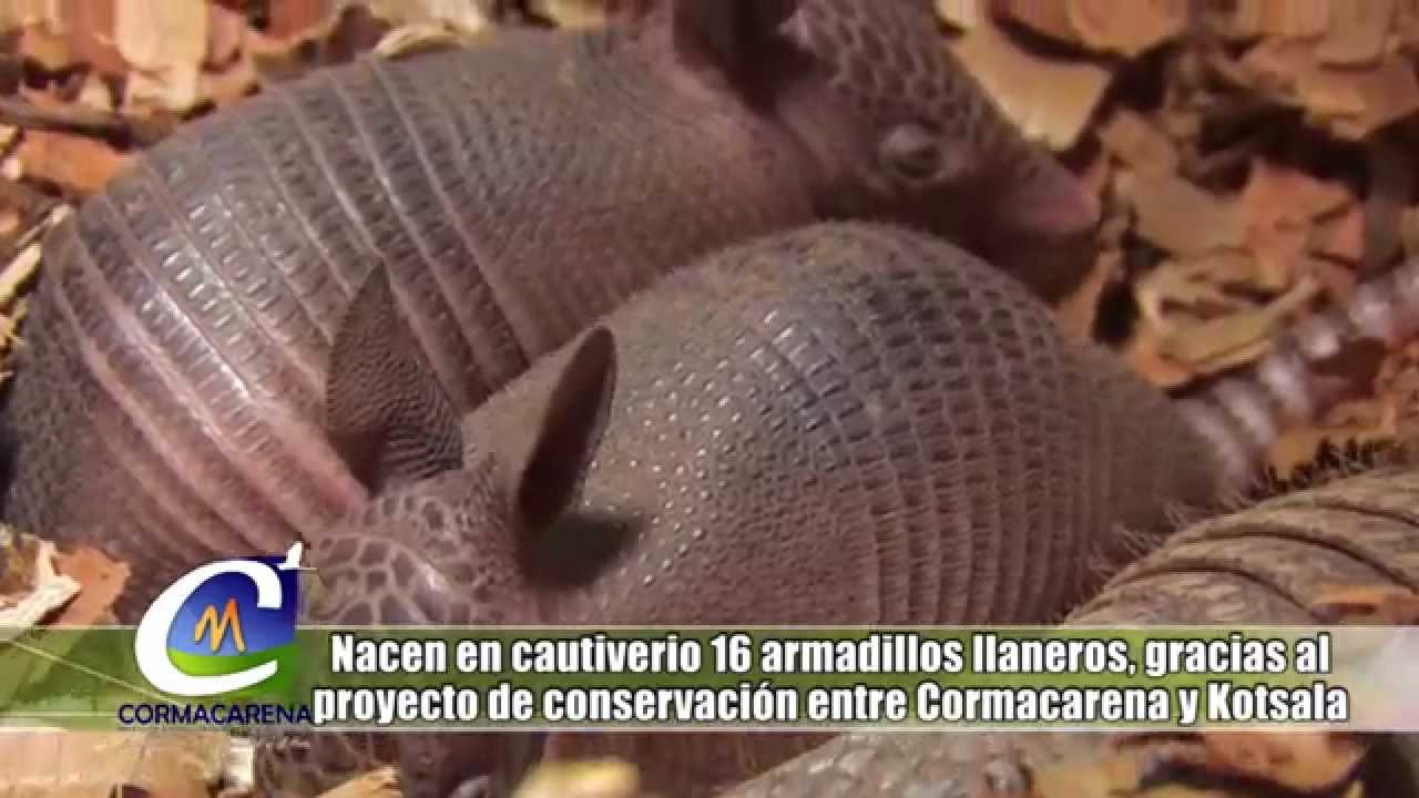 NOTA NACEN 16 ARMADILLOS LLANEROS EN CAUTIVERIO