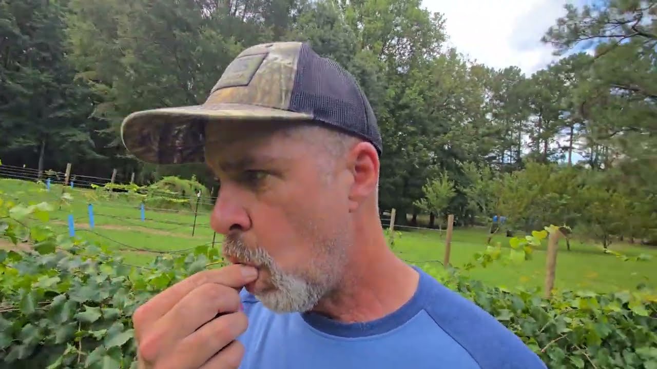 Vineyard Update 