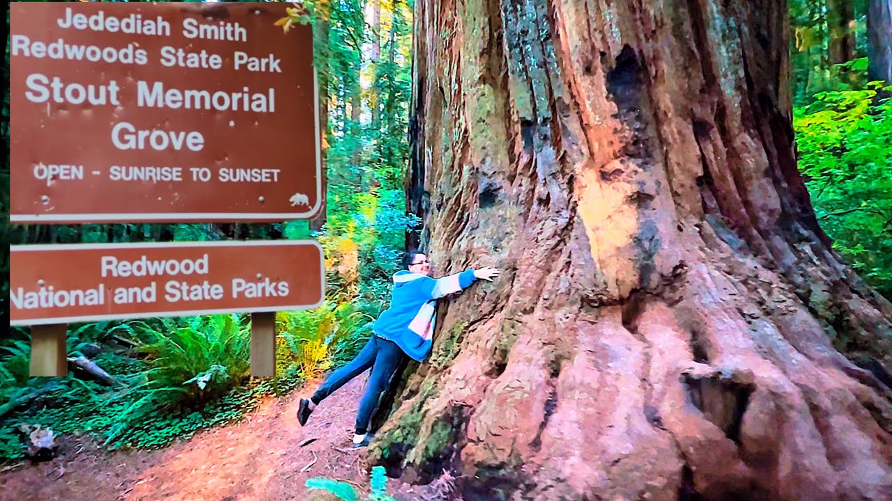 Jedediah Smith Redwoods State Park | State park in Del Norte California | Stout Memorial Grove