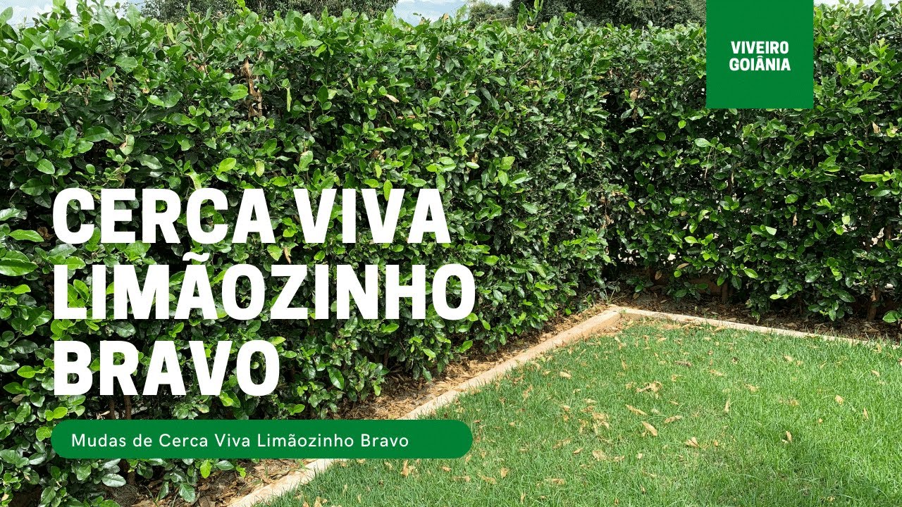 Mudas Cerva Viva Limãozinho Bravo (Swinglea glutinosa)
