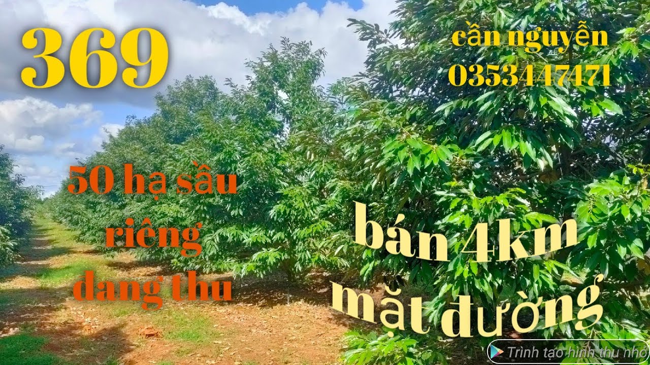 Bán 55 ha sầu riêng đang thu bám 4km mặt đường giá 4.5ti diện 3fa ao hồ nguồn thu khủng LH0353447471