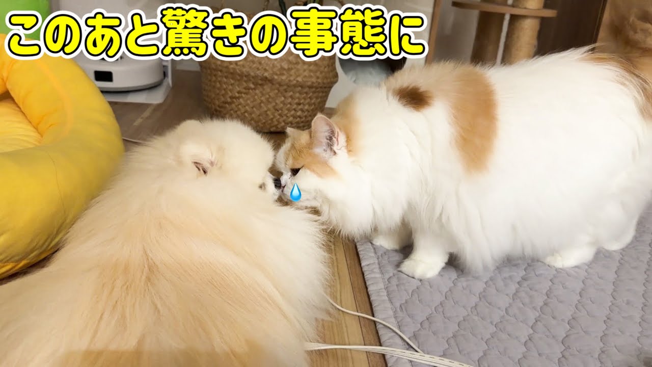 ずっとお世話してきた弟犬が体調不良で別人のようになってしまい猫が驚きの事態になりました