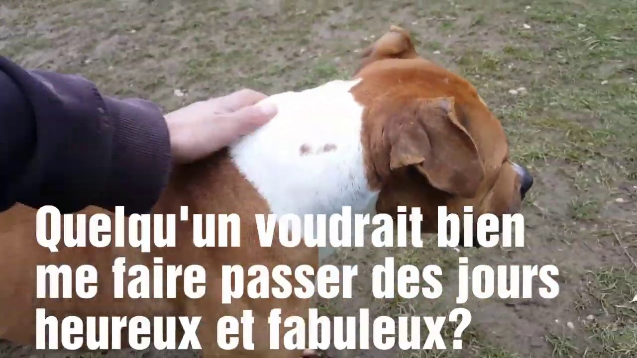 Adoptez GUESS - SPA de Lyon (Brignais)