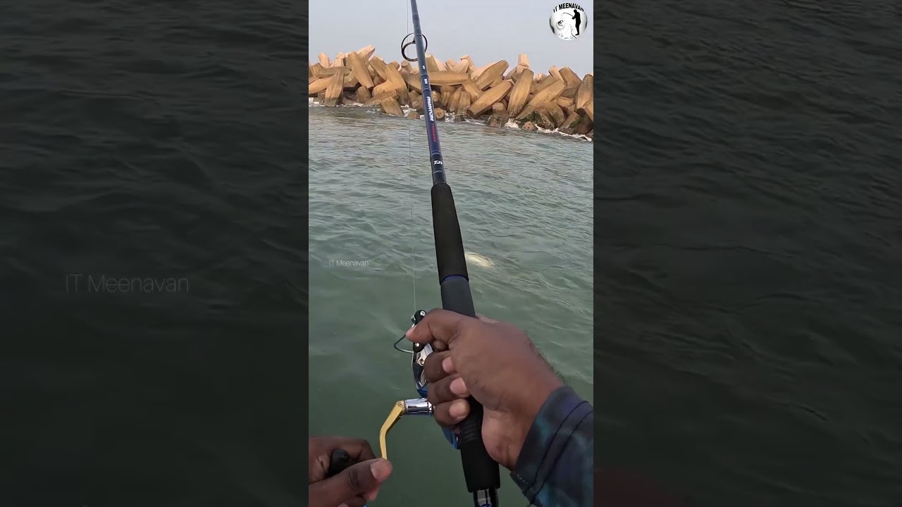 Полное видео - Рыбалка Баррамунди 🎣🐠 Кодува Мин #шорты