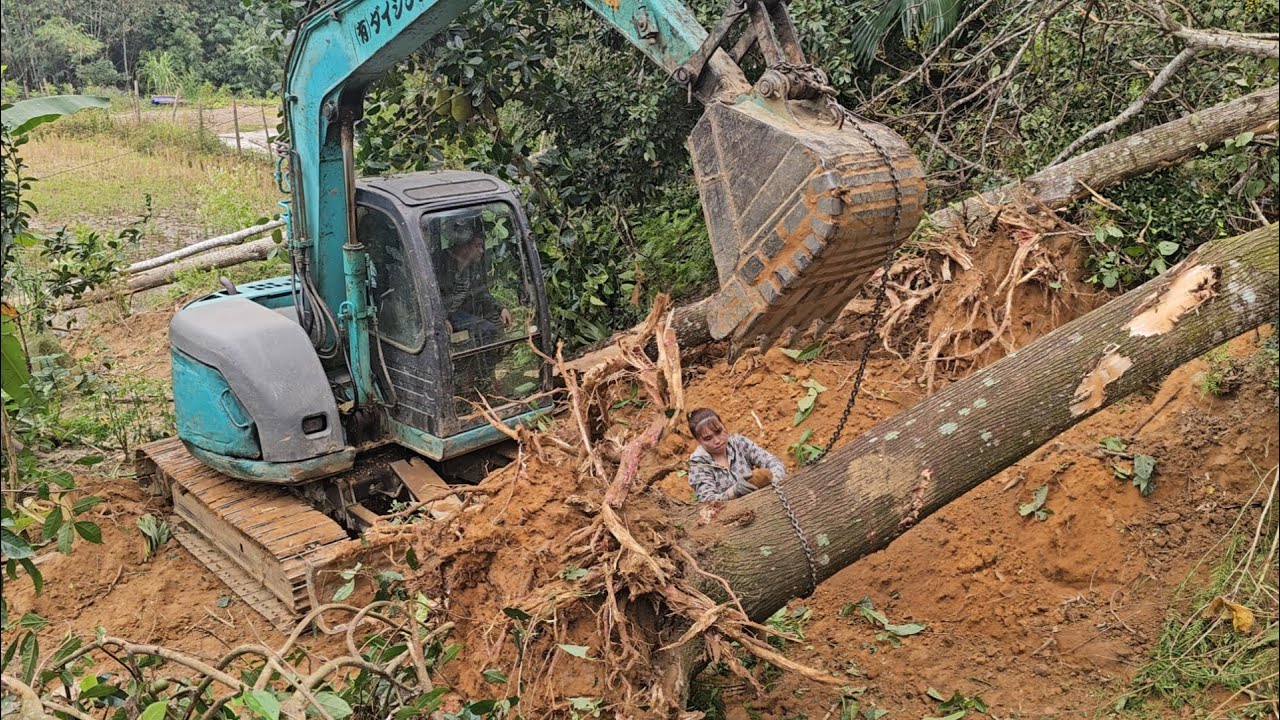 The country girl and her siblings are harvesting 30-year-old timber.