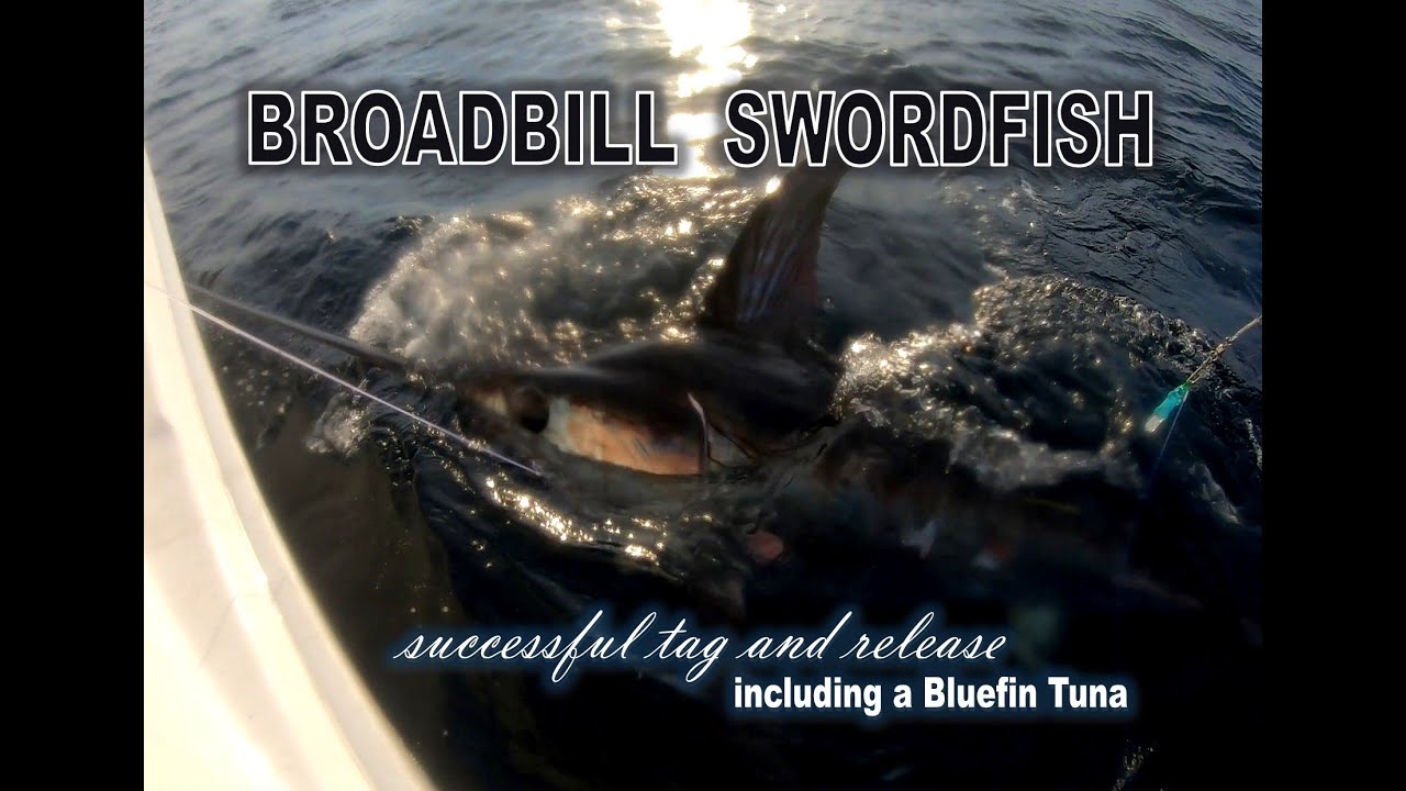 We did it! SUCCESSFUL tag & release BROADBILL SWORDFISH and bonus SOUTHERN BLUEFIN TUNA