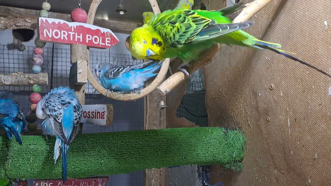 “This parrot knows all the words 🗣️🦜 #BirdTok”
