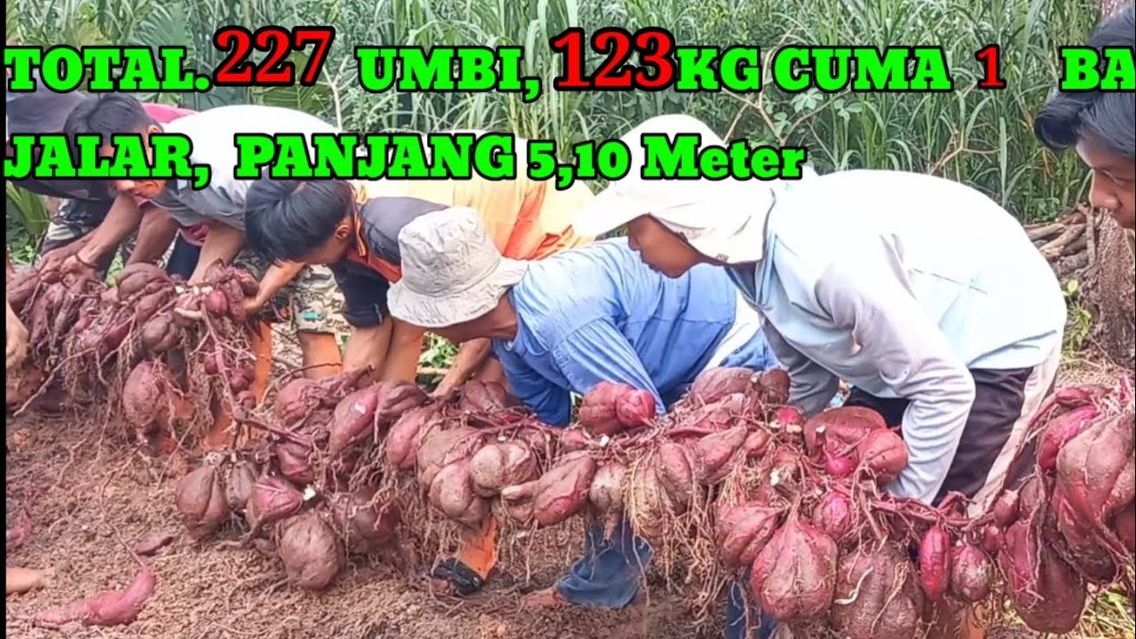 227 UMBI, 123 KG CUMA 1 BATANG UBI JALAR, PANJANG 5,10 M, TERBANYAK DAN TERPANJANG DI TAHUN SEKARANG