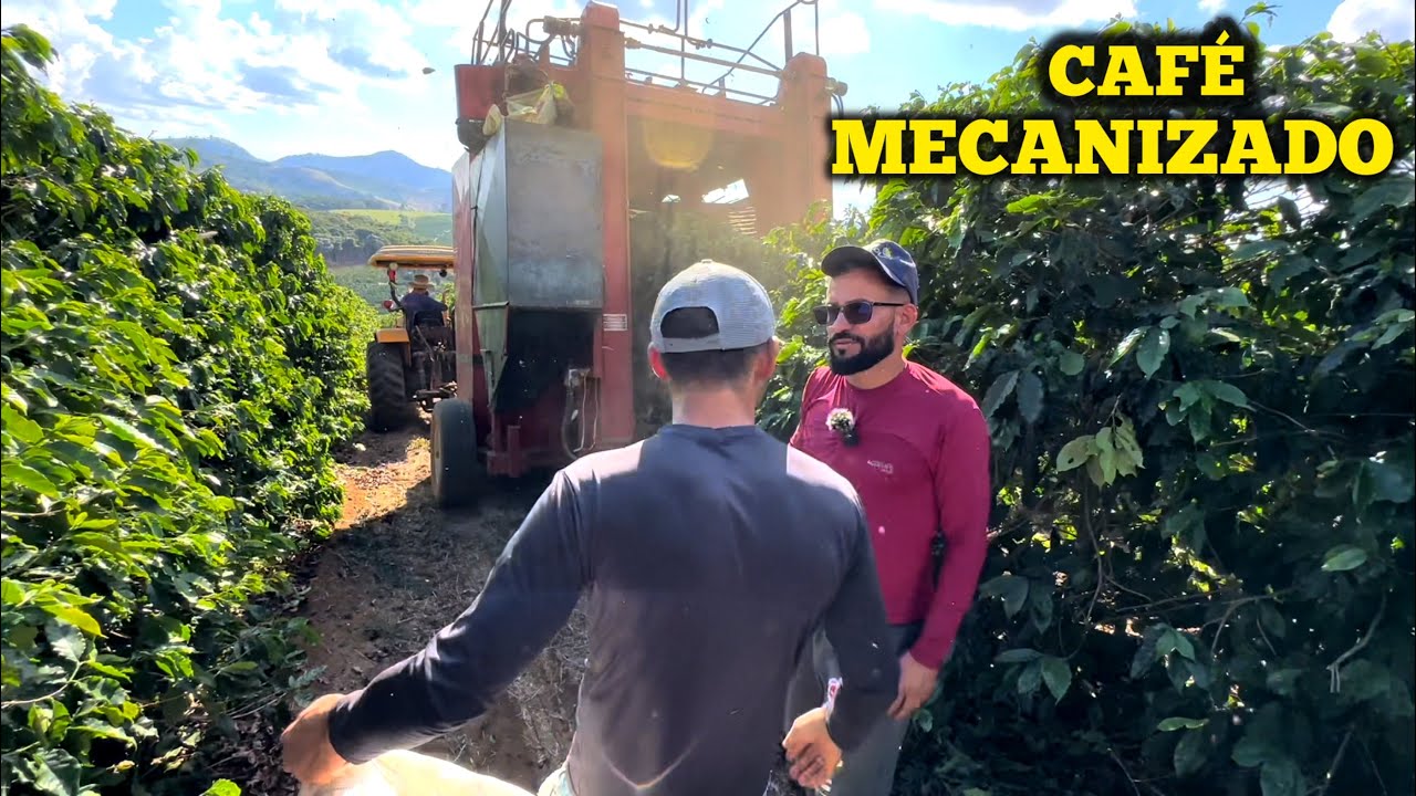 COLHEITA DE CAFÉ MECANIZADA HOJE VAMOS MOSTRAR TUDO PARA VOCÊS