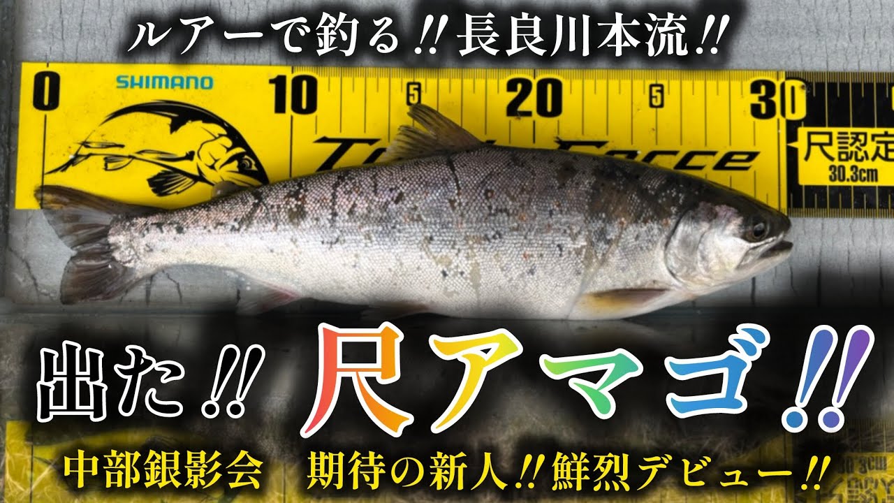 出た‼️尺アマゴ‼️ルアーで釣る‼️長良川本流‼️中部銀影会　期待の新人‼️鮮烈デビュー‼️
