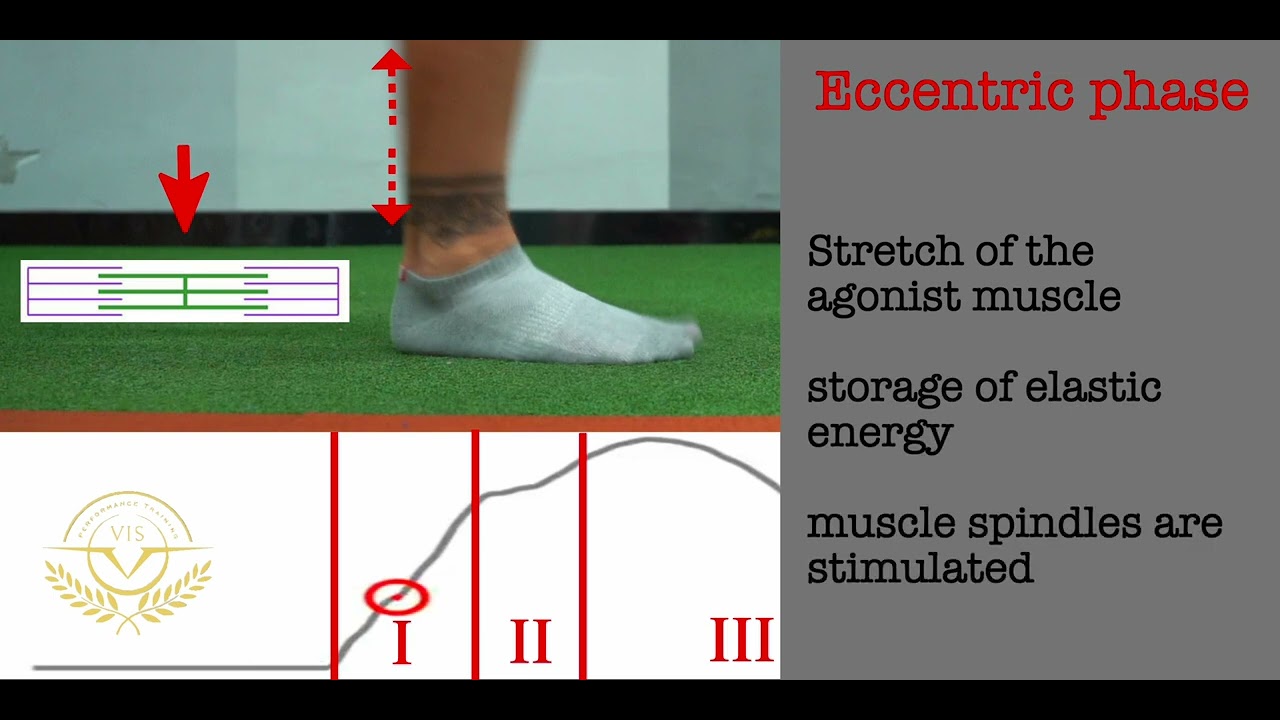 The Stretch-Shortening Cycle in Action: Calf Mechanics During Running (Slow Motion)