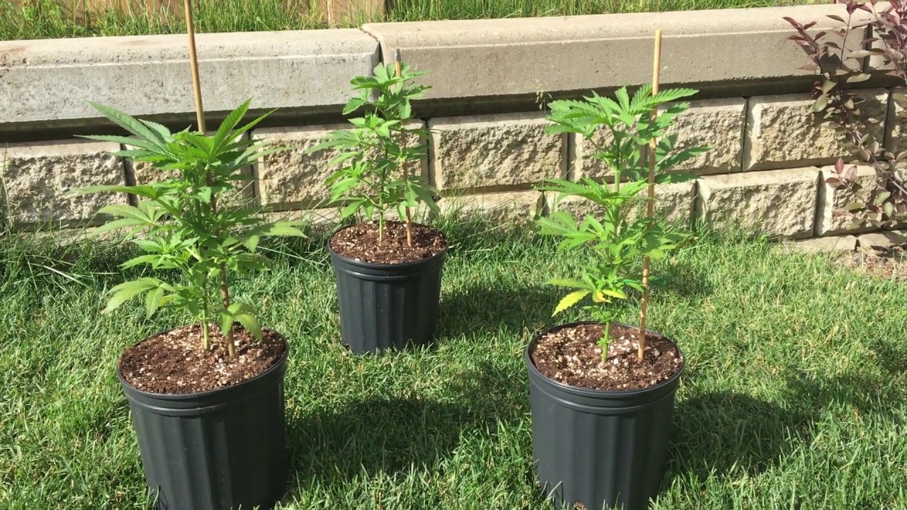 Outdoor Cannabis Grow Purple Kush June 24 2019