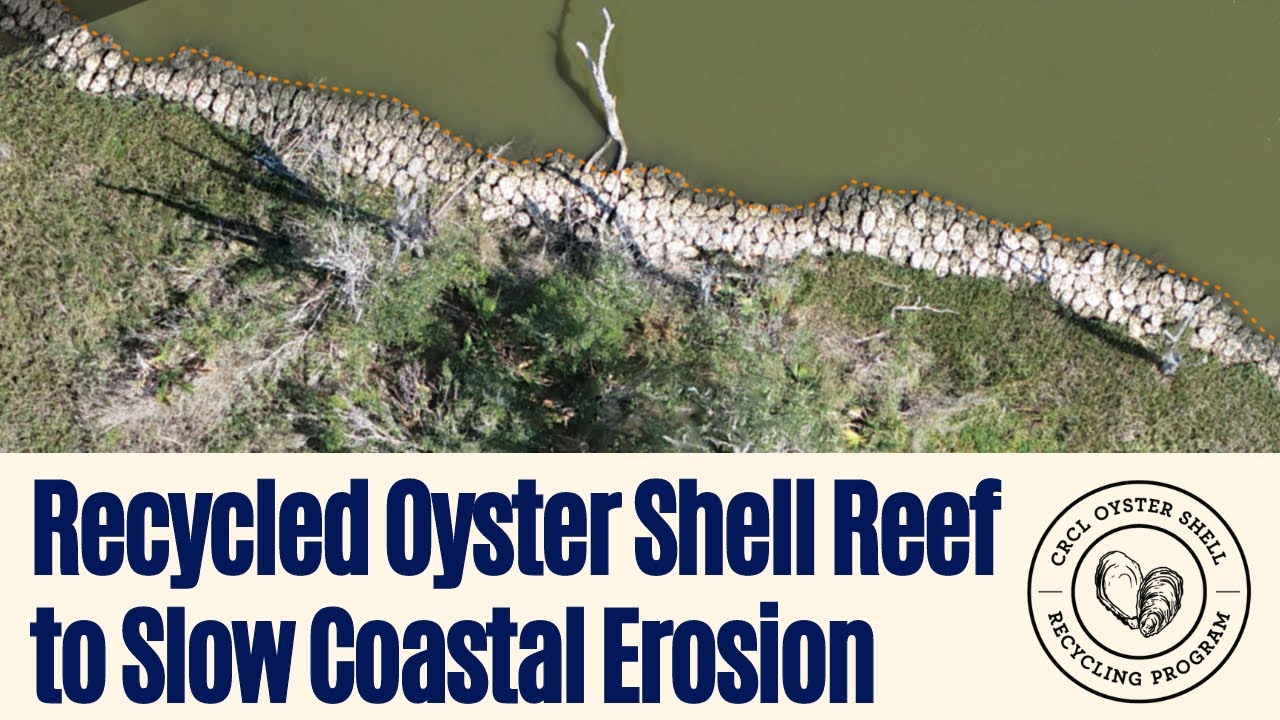 Oyster Reef Built with Pointe-au-Chien 2023 Coastal Louisiana | Restore America's Estuaries