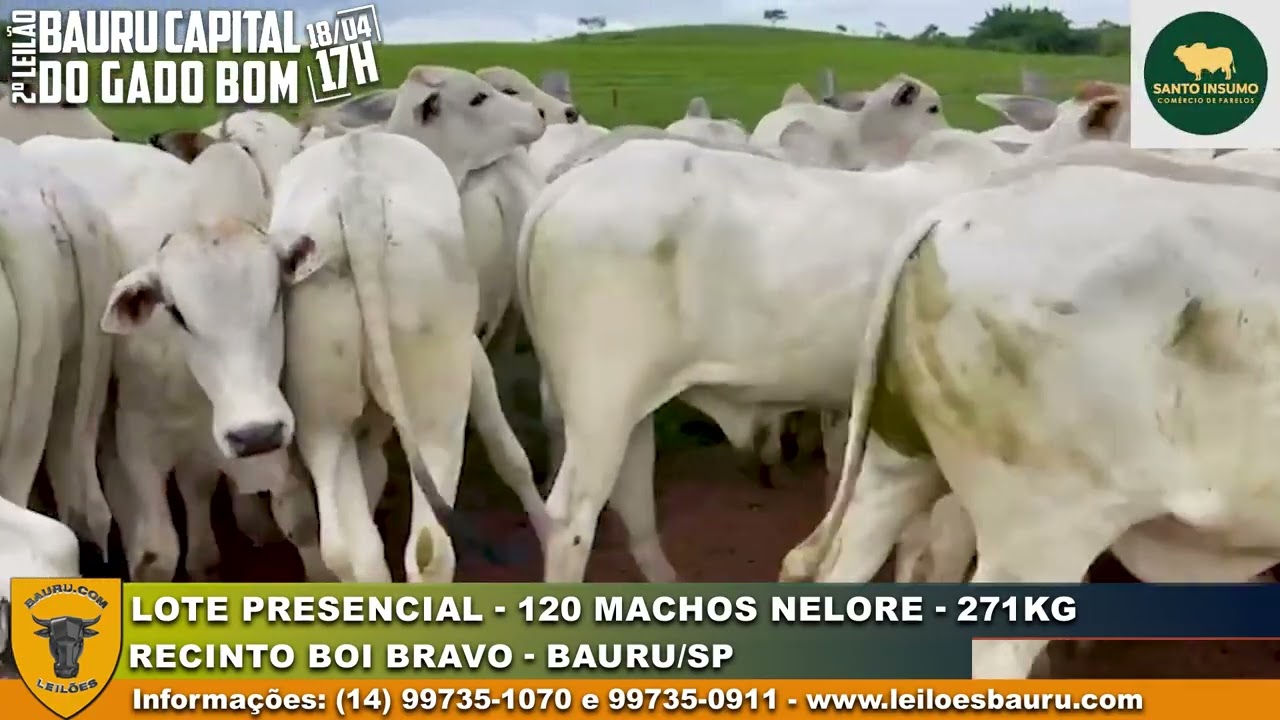LOTE PRESENCIAL - 120 machos nelore