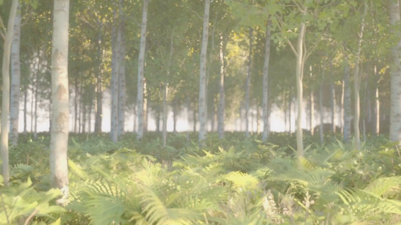 White noise forest ambience for relaxation