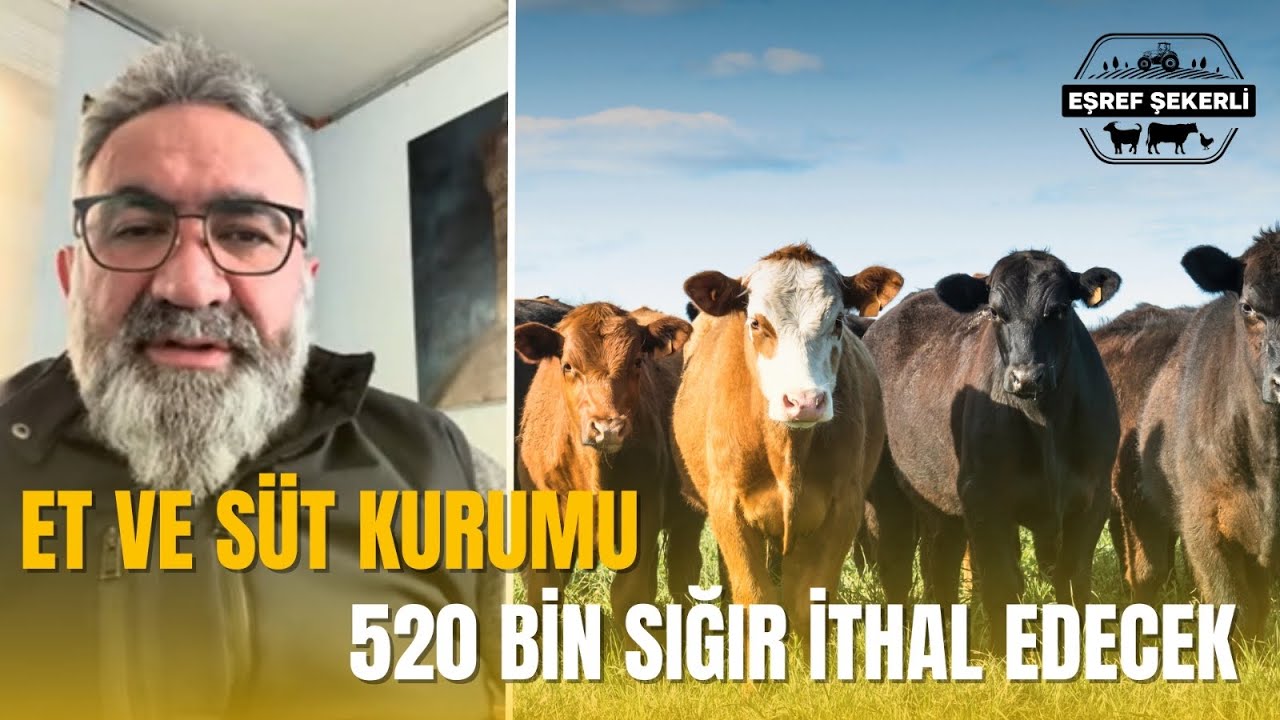 ET VE SÜT KURUMU 2025 te 520 bin sığır ithal edecek #ithalat#etvesütkurumu#hayvancılık