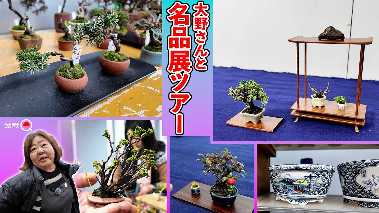 【ミニ盆栽】大野さんと名品展2025ショッピングツアー【盆栽Q】