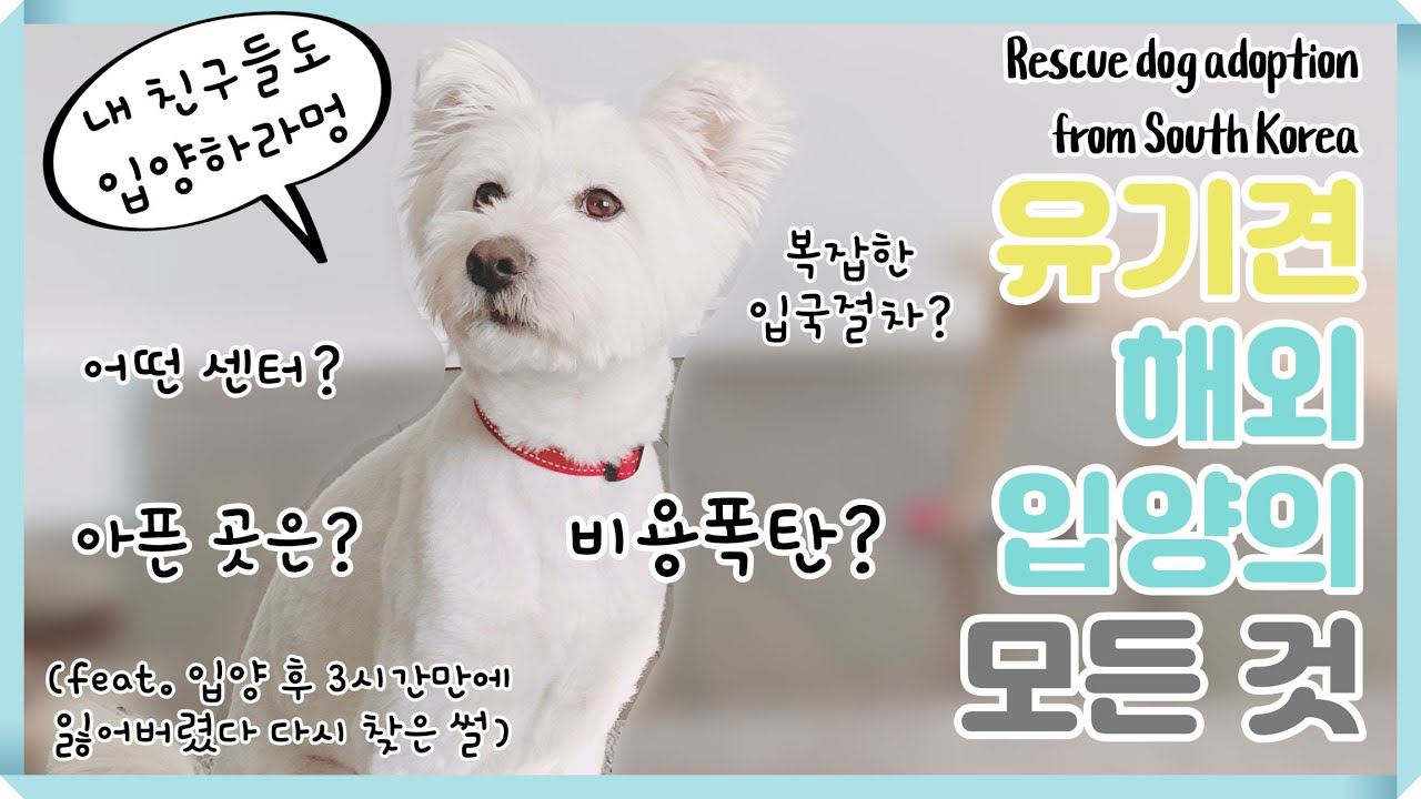[ENG] 유기견 해외 입양 비용, 센터 및 절차 등에 대한 모든 것 | 캐나다 도착 3시간 만에 강아지 잠시 잃어버렸다가 토론토 경찰이 다시 찾아준 썰 (feat. 야생 여우)