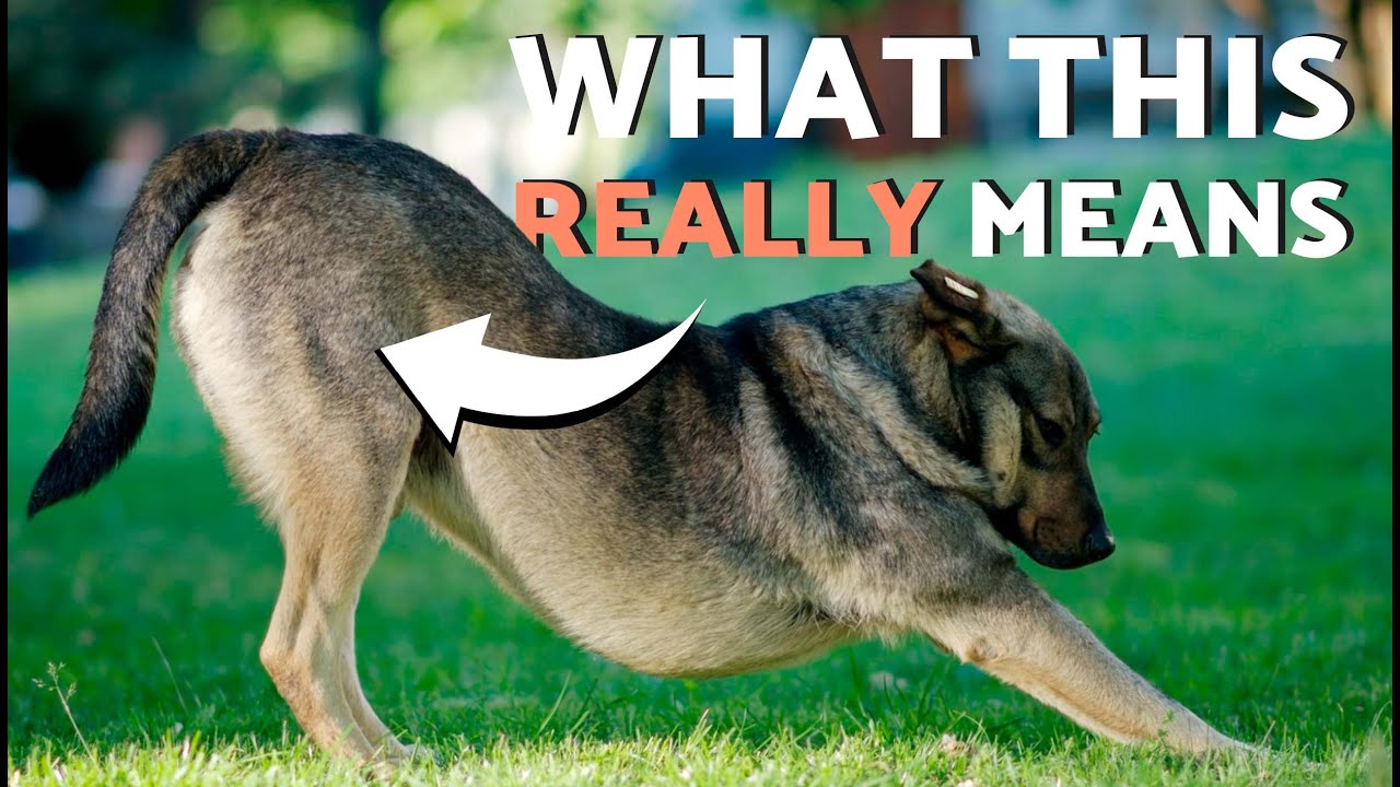 Почему собаки потягиваются, когда видят вас? 🐕 Истинный смысл этого милого поведения!