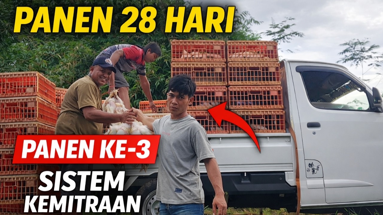 Panen Ayam Broiler 28 Hari – Panen Ke-3 (Penjarangan) Sistem Kemitraan