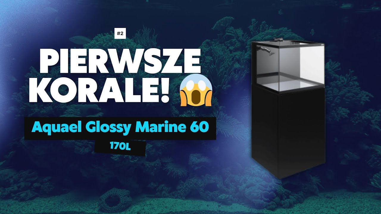 &bdquo;Rafa już żyje! 🐠 Aquael Glossy Marine &ndash; Część 2 | Zoanthusy, SPS, krewetki | Reeftime&rdquo;