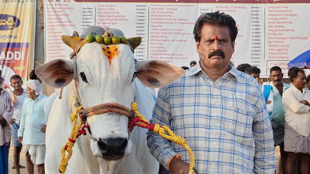 2026-రెంటచింతల.సబ్ జూనియర్.🥈🏆.3వ జత.RK BULLS అత్తోట శీరష చౌదరి శివకృష్ణ చౌదరి గారు వేటపాలెం గ్రామం 