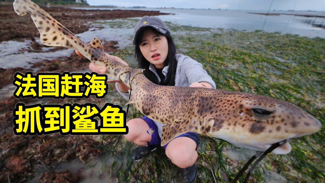 法国赶海抓到鲨鱼，全身斑点一米长，做海鲜泡面风味十足! | 法国 | 赶海 | 鲨鱼 | 扇贝 | 户外 | 美食 |