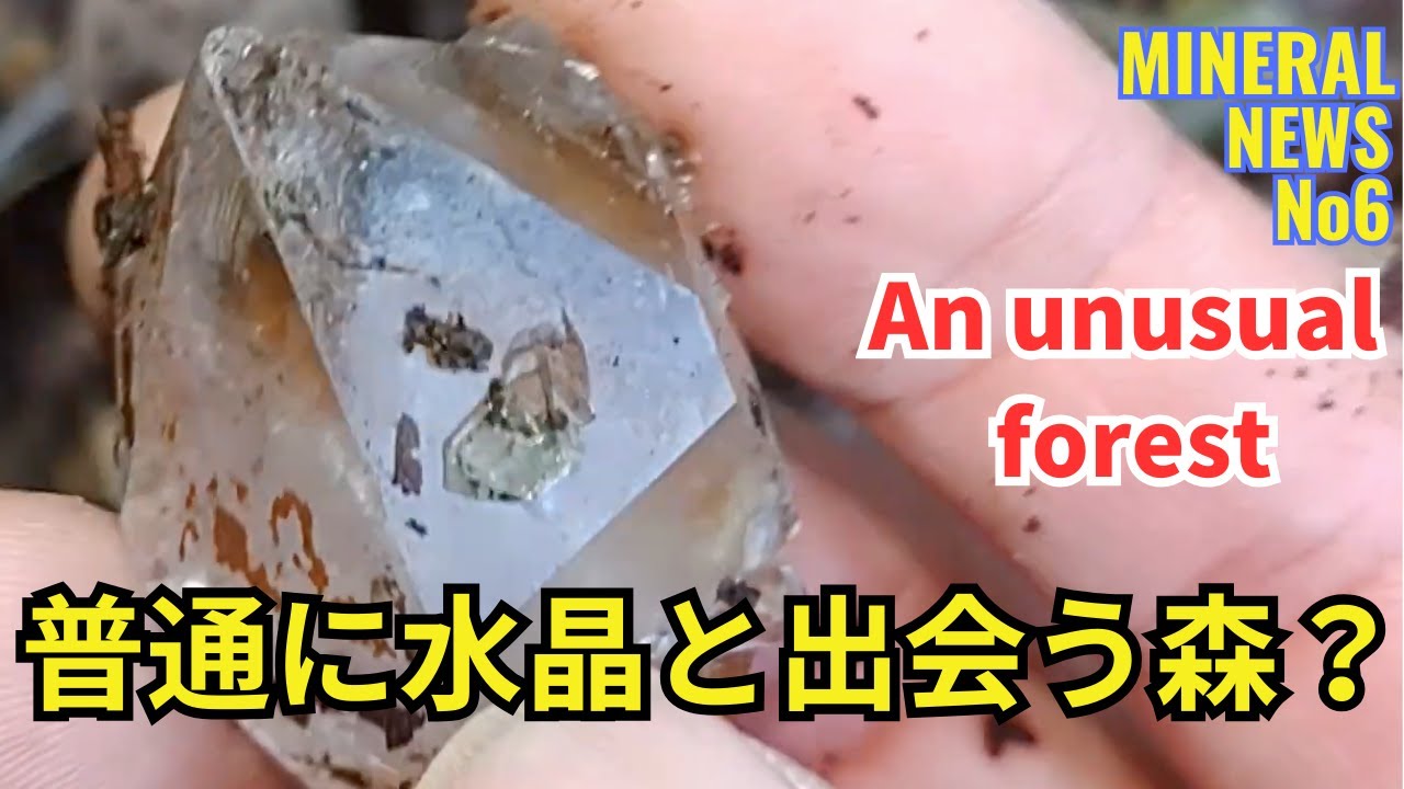 普通に水晶と出会う普通じゃない森｜ミネラルニュースNo6 【Mineral News No.6　Forest where you can encounter crystals】